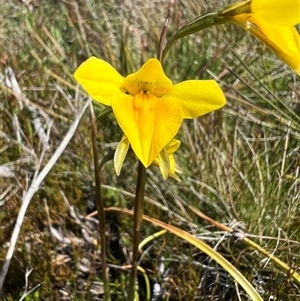 Diuris monticola (Highland Golden Moths) at Cabramurra, NSW by RangerRiley