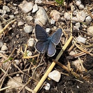 Unidentified Butterfly (Lepidoptera, Rhopalocera) at Undefined, Trentino-South Tyrol by RangerRiley