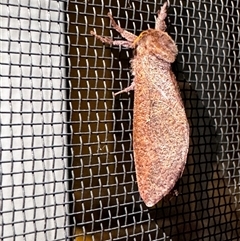 Elhamma australasiae (A Swift or Ghost moth (hepialidae)) at Lyons, ACT - 25 Jan 2025 by NAL23