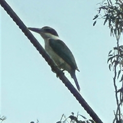 Todiramphus sanctus (Sacred Kingfisher) at Kangaroo Valley, NSW - 25 Jan 2025 by lbradley