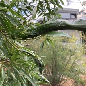 Unidentified Butterfly (Lepidoptera, Rhopalocera) at Hackett, ACT by waltraud