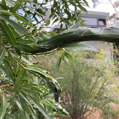 Dichocrocis clytusalis (Kurrajong Leaf-tier, Kurrajong Bag Moth) at Hackett, ACT - 25 Jan 2025 by waltraud