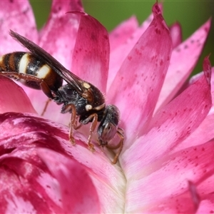 Bembecinus sp. (genus) (A sand wasp) at Acton, ACT by DianneClarke