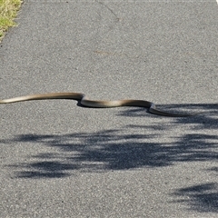 Pseudonaja textilis (Eastern Brown Snake) at Coombs, ACT - 25 Jan 2025 by Chrisdickie89@googlemail.com