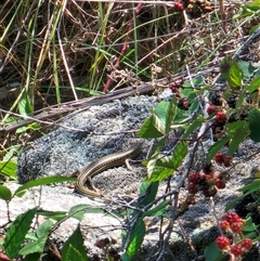 Ctenotus robustus (Robust Striped-skink) at Coombs, ACT - 25 Jan 2025 by Chrisdickie89@googlemail.com