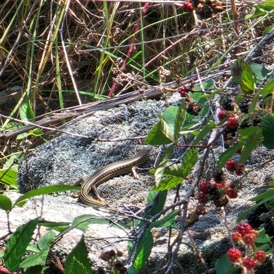 Ctenotus robustus (Robust Striped-skink) at Coombs, ACT - 25 Jan 2025 by Chrisdickie89@googlemail.com