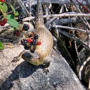 Egernia cunninghami (Cunningham's Skink) at Coombs, ACT by Chrisdickie89@googlemail.com