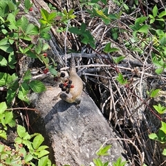 Egernia cunninghami at Coombs, ACT - 25 Jan 2025 10:05 AM