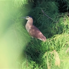 Nycticorax caledonicus at Wodonga, VIC - 25 Jan 2025 by KylieWaldon