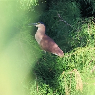 Nycticorax caledonicus at Wodonga, VIC - 25 Jan 2025 by KylieWaldon