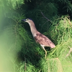 Nycticorax caledonicus at Wodonga, VIC - 26 Jan 2025 07:56 AM