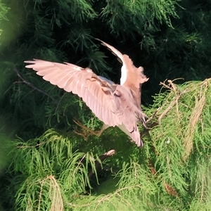 Nycticorax caledonicus at Wodonga, VIC - 26 Jan 2025 07:56 AM