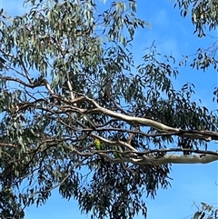 Polytelis swainsonii (Superb Parrot) at Farrer, ACT - 24 Jan 2025 by luke9999