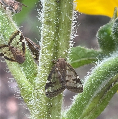 Scolypopa australis (Passionvine hopper, Fluffy bum) at Torrens, ACT - 25 Jan 2025 by nathkay