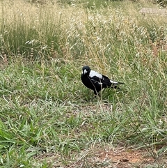 Gymnorhina tibicen (Australian Magpie) at Yarralumla, ACT - 25 Jan 2025 by JimL