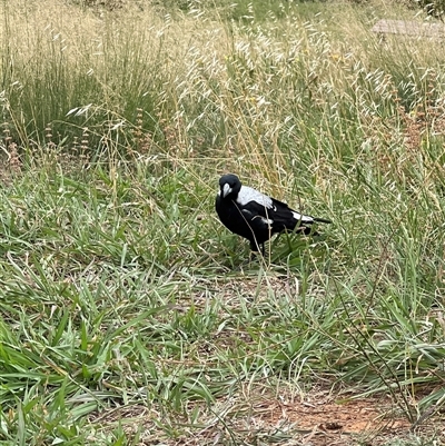 Gymnorhina tibicen (Australian Magpie) at Yarralumla, ACT - 26 Jan 2025 by JimL