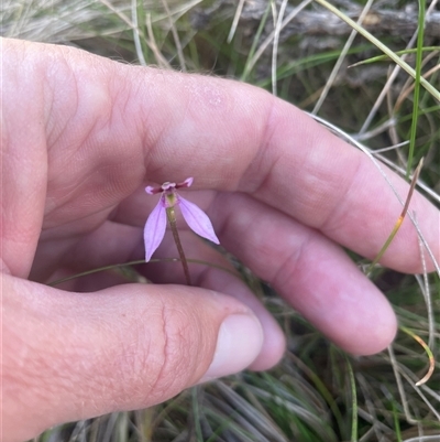 Eriochilus magenteus (Magenta Autumn Orchid) at Tharwa, ACT - 24 Jan 2025 by nathkay