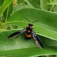 Pterygophorus cinctus (Bottlebrush sawfly) at Evatt, ACT - 26 Jan 2025 by AndrewBell