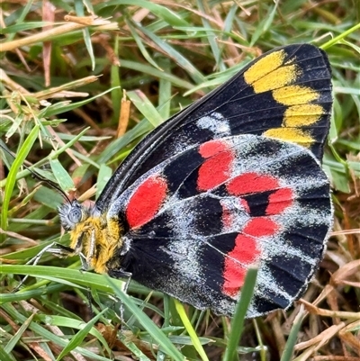 Delias harpalyce (Imperial Jezebel) at Weetangera, ACT - 26 Jan 2025 by SarahE