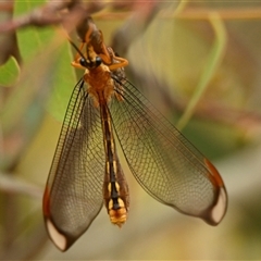 Nymphes myrmeleonoides (Blue eyes lacewing) at Weetangera, ACT - 26 Jan 2025 by Thurstan