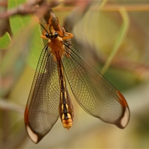 Nymphes myrmeleonoides at Weetangera, ACT - Yesterday 10:06 AM