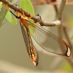 Nymphes myrmeleonoides at Weetangera, ACT - Yesterday 10:06 AM