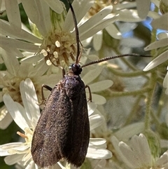 Pollanisus (genus) (A Forester Moth) at Campbell, ACT - 3 Oct 2024 by Pirom