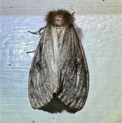 Leptocneria reducta (White Cedar Moth) at Ainslie, ACT - 14 Jan 2025 by Pirom