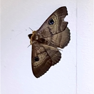 Dasypodia selenophora (Southern old lady moth) at Ainslie, ACT by Pirom