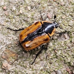 Chondropyga dorsalis (Cowboy beetle) at Braidwood, NSW - 26 Jan 2025 by MatthewFrawley