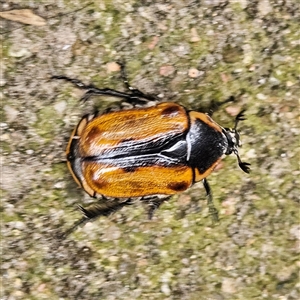 Chondropyga dorsalis at Braidwood, NSW - 26 Jan 2025 11:08 AM