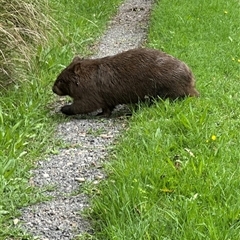 Vombatus ursinus (Common wombat, Bare-nosed Wombat) at Kangaroo Valley, NSW - 26 Jan 2025 by lbradley