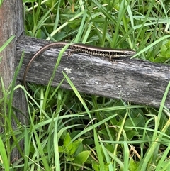 Eulamprus quoyii (Eastern Water Skink) at Kangaroo Valley, NSW - 26 Jan 2025 by lbradley