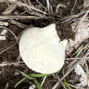 Lycoperdon pratense at Kangaroo Valley, NSW by lbradley