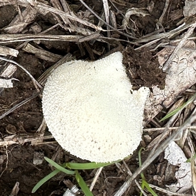 Lycoperdon pratense at Kangaroo Valley, NSW - 26 Jan 2025 by lbradley