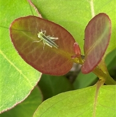 Tettigoniidae (family) at Kangaroo Valley, NSW - 25 Jan 2025 by lbradley