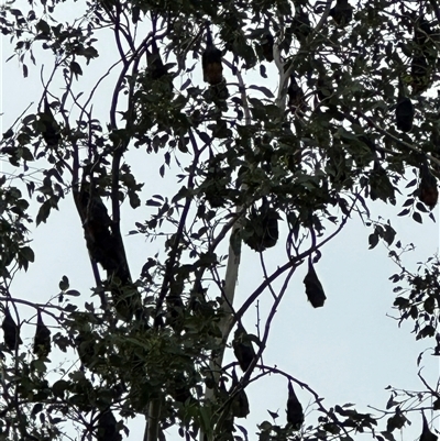 Pteropus poliocephalus at Kangaroo Valley, NSW - 26 Jan 2025 by lbradley