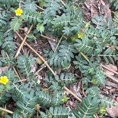 Tribulus terrestris (Caltrop, Cat-head) at Parkes, ACT - 25 Jan 2025 by JaneR