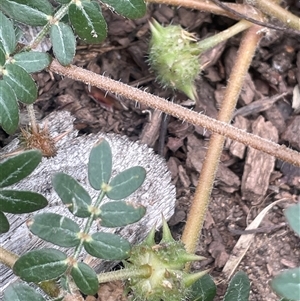 Tribulus terrestris at Parkes, ACT - 26 Jan 2025 08:34 AM