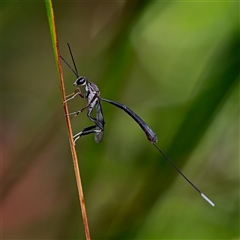 Gasteruption sp. (genus) (Gasteruptiid wasp) at Acton, ACT - 24 Jan 2025 by Debbie05