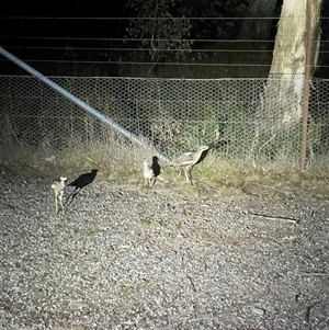 Burhinus grallarius at Forde, ACT - 25 Jan 2025 10:10 PM