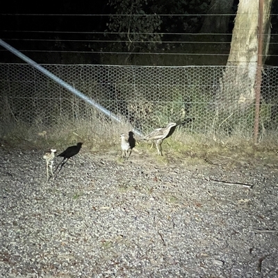 Burhinus grallarius (Bush Stone-curlew) at Forde, ACT - 25 Jan 2025 by Finley2