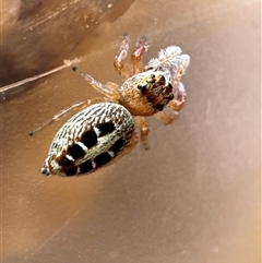 Opisthoncus sexmaculatus (Six-marked jumping spider) at Yarralumla, ACT - 25 Jan 2025 by Jubeyjubes