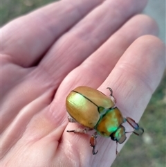 Anoplognathus sp. (genus) (Unidentified Christmas beetle) at Crookwell, NSW - 27 Dec 2024 by Billius69