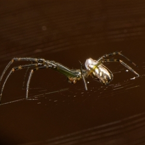 Leucauge dromedaria (Silver dromedary spider) at Downer, ACT by RobertD