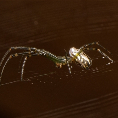 Leucauge dromedaria (Silver dromedary spider) at Downer, ACT - 26 Jan 2025 by RobertD