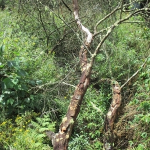 Androcalva rossii at Noorinbee, VIC - suppressed