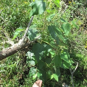 Androcalva rossii at Noorinbee, VIC - suppressed