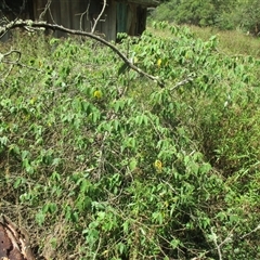 Androcalva rossii at Noorinbee, VIC - suppressed