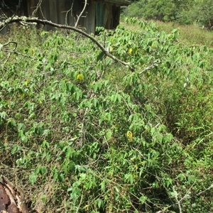 Androcalva rossii at Noorinbee, VIC - suppressed